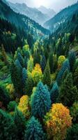 Vibrant forest landscape showcasing a blend of green, yellow, and orange trees in a mountainous valley during early autumn morning photo