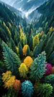 Colorful forest landscape showcasing vibrant autumn foliage in a mountainous region photo