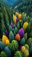 Vibrant autumn foliage in a dense forest showcasing diverse tree colors and textures at peak season photo