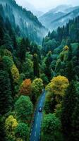 Winding road through a misty forest in mountains showcasing autumn foliage during early morning light photo