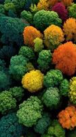 Vibrant autumn colors in a dense forest showcasing a stunning array of tree foliage from above photo