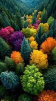 Vivid autumn foliage covers a forest in a stunning array of colors amidst tall evergreen trees on a clear day photo