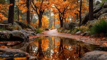 Autumn pathway through a vibrant forest with orange leaves reflecting in a tranquil puddle photo