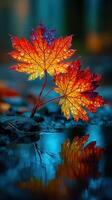 Vibrant autumn leaves glistening in the water at a tranquil location during a rainy afternoon photo
