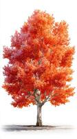 Vibrant orange tree stands alone in a bright setting during autumn season photo