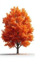 Vibrant orange maple tree standing alone in a serene setting during autumn season photo