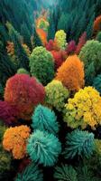 Vibrant autumn forest showcasing colorful trees in transition from summer to fall in a serene natural setting photo