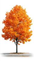 Vibrant autumn tree with striking orange foliage standing alone on a sidewalk in the early afternoon light photo