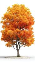 Colorful autumn tree showcasing vibrant orange foliage against a white background in a serene outdoor setting photo
