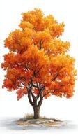 Autumn tree showcasing vibrant orange leaves in a serene landscape during fall season photo