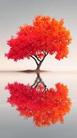 Vibrant autumn tree with striking red foliage reflecting in calm water during early morning light photo
