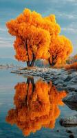 Autumn trees reflect vibrant colors on calm lake water during sunset near rocky shore photo