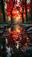 Vibrant autumn foliage reflecting in a serene pond during sunset in a peaceful park photo