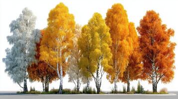 Colorful autumn trees line a winding path showcasing vibrant foliage in various shades during the fall season photo