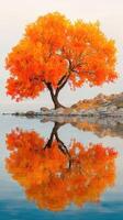 Colorful autumn tree reflects in calm water near rocky shoreline during sunrise photo