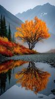 Vibrant autumn tree reflects in calm water with mountains in the background during early morning mist photo