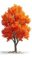 Vibrant orange tree showcases autumn beauty in a serene outdoor setting during daylight hours photo