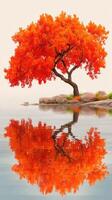 Vibrant orange tree reflected in serene water amidst a tranquil landscape during autumn photo