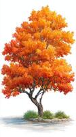 Vibrant autumn tree showcasing brilliant orange foliage in a serene, landscaped setting during a clear afternoon photo