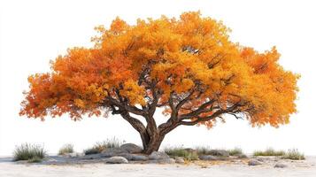 Vibrant orange tree standing alone in a serene landscape during autumn season photo