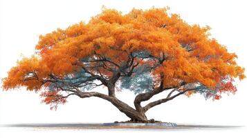 Vibrant orange tree in autumn showcasing stunning foliage against a white background photo