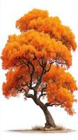 Vibrant orange tree stands alone in autumn landscape showcasing seasonal beauty and tranquility photo