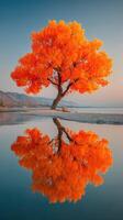 Vibrant autumn tree reflects beautifully in tranquil waters of a serene landscape during sunset photo
