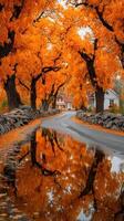 Vibrant autumn colors reflecting on a quiet road lined with orange trees in a serene rural setting photo