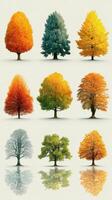 Seasonal changes in trees illustrated with vibrant colors and reflections on a light backdrop photo