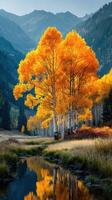 Vibrant autumn aspen trees stand tall by a tranquil stream in the mountains at sunrise photo