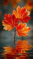 Vibrant autumn leaves reflecting in calm water create a serene natural scene during sunset photo