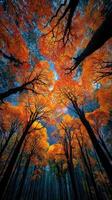 Vibrant autumn foliage seen from the ground looking up at a canopy of colorful trees in a serene forest setting photo