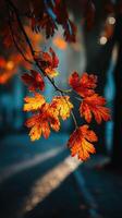 Vibrant autumn leaves glowing in the sun along a quiet city street in the late afternoon photo