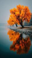 Colorful autumn trees reflect in calm river water at dawn near scenic shoreline photo
