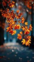 Vibrant autumn leaves illuminated by soft sunlight in a serene outdoor setting during the fall season photo