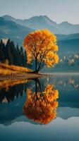 Reflection of an autumn tree by a tranquil lake in the mountains during sunrise photo