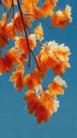 Bright orange maple leaves contrast against a clear blue sky on a sunny autumn day photo