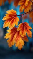 Vibrant orange leaves contrast beautifully against a cool blue backdrop during autumn in a serene outdoor setting photo