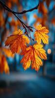 Vibrant orange autumn leaves capturing the essence of fall during sunset in a tranquil park setting photo