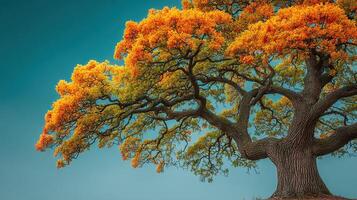 Vibrant autumn tree showcasing brilliant orange and green foliage against a clear blue sky at midday photo