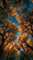 Vibrant autumn foliage illuminates a serene forest under a clear blue sky in the early morning light photo