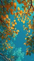 Vibrant autumn leaves and tranquil blue sky above a peaceful forest canopy in mid-afternoon light photo