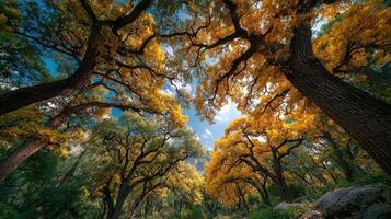 Vibrant autumn landscape featuring golden trees under a clear blue sky in a serene forest setting photo