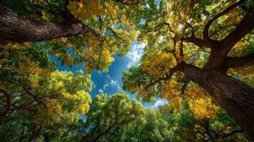 Colorful treetops showcase autumn foliage in a vibrant forest under a clear blue sky photo