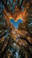 Heart-shaped canopy in autumn forest reveals vibrant foliage and clear blue sky during golden hour photo