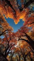 Vibrant autumn foliage creates a stunning canopy of color in a serene forest under a clear blue sky photo