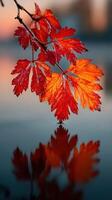 Vibrant autumn leaves reflecting beautifully on calm water during sunset photo