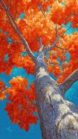 Bright orange autumn leaves on a tall tree reaching into the clear blue sky during a sunny day photo