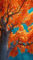 Vibrant orange leaves on a majestic tree against a blue sky during autumn in a tranquil setting photo