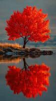 Vibrant red tree stands by calm water reflecting colorful autumn foliage at sunset photo